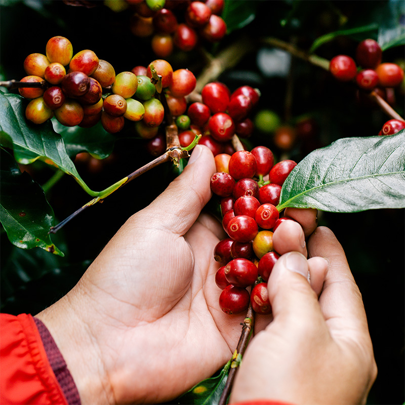 hands harvesting colorful coffee berrries hands harvesting colorful coffee berrries