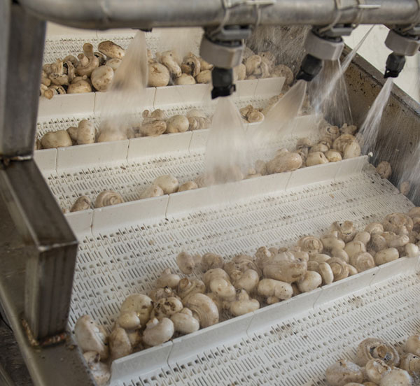processing2-square raw mushrooms being sorted and washer