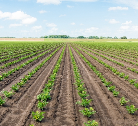 processing_supplychain_550x505 green produce field