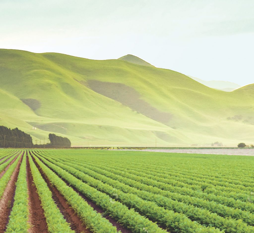 realbrew_tea-3@2x green produce field