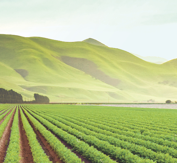 green produce field