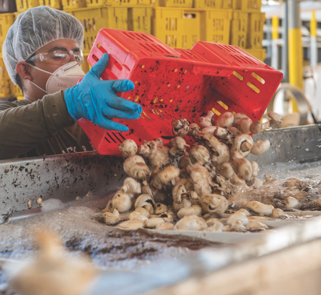solutions@2x processing mushrooms